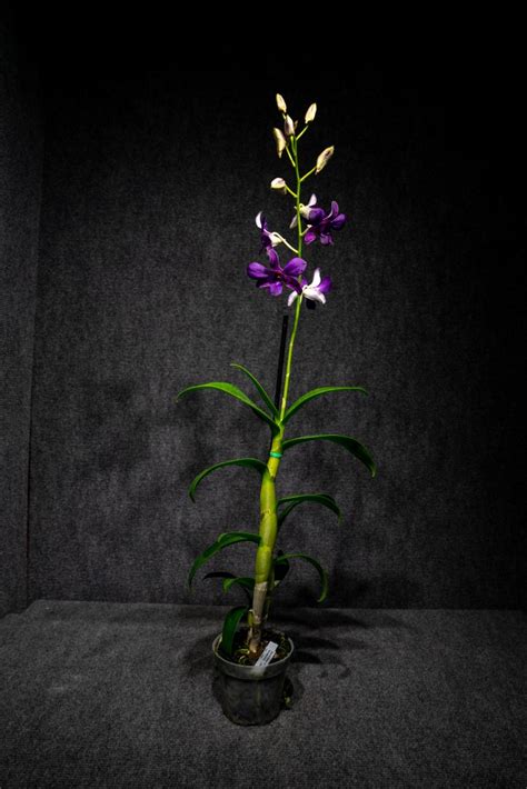 Dendrobium Airy Blue