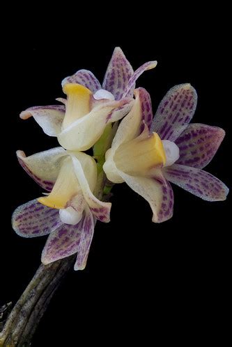 Dendrobium Alterum