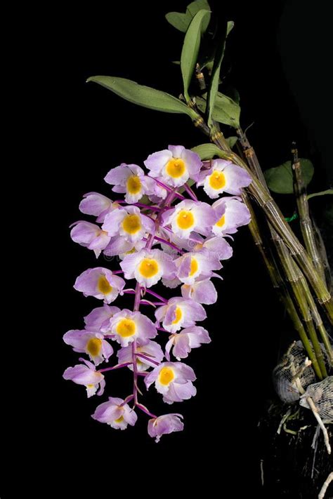 Dendrobium Amabile