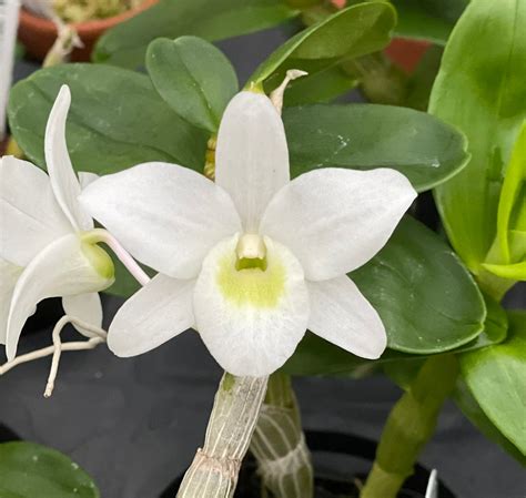 Dendrobium Angel Baby