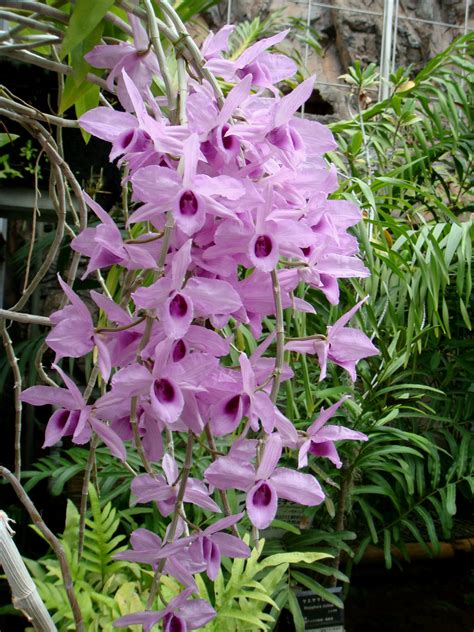 Dendrobium Anosmum