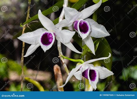 Dendrobium Anosmum Alba