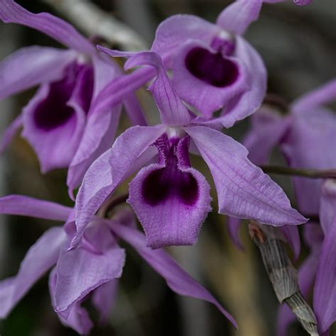 Dendrobium Anosmum Blue