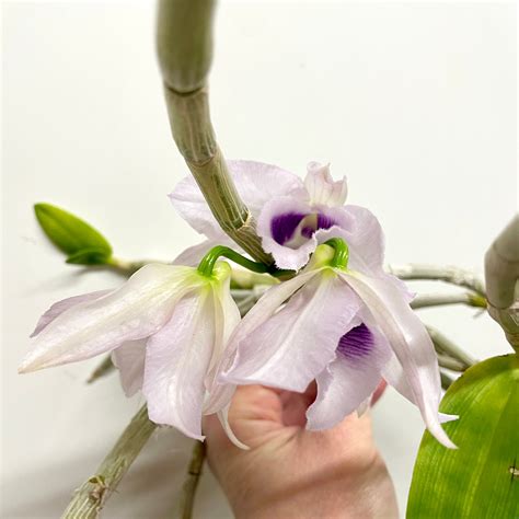 Dendrobium Anosmum Coerulea