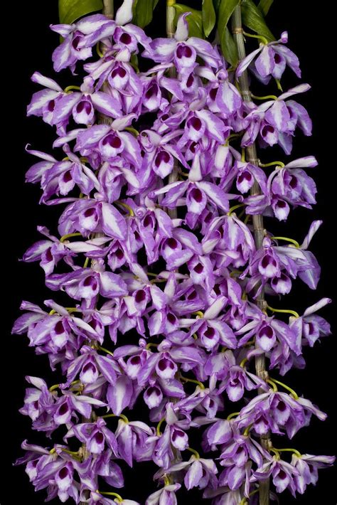 Dendrobium Anosmum Touch Of Class