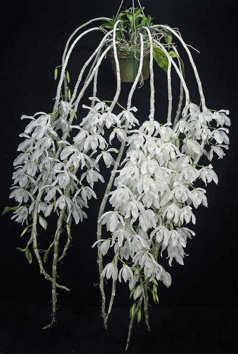 Dendrobium Anosmum Var Alba