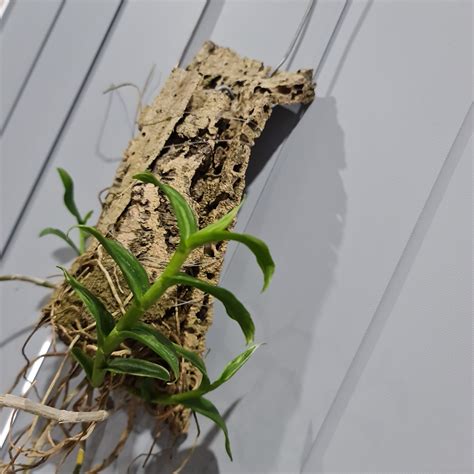 Dendrobium Anosmum Variegated