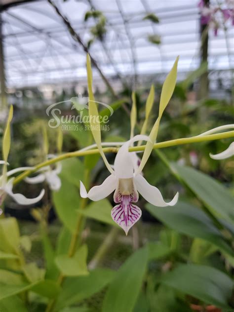 Dendrobium Antennatum