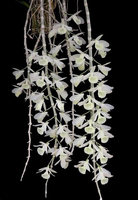 Dendrobium Aphyllum Alba