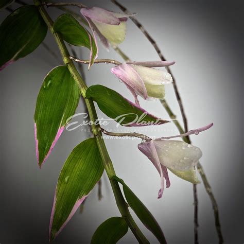 Dendrobium Aphyllum Variegated