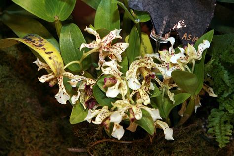 Dendrobium Atroviolaceum Care
