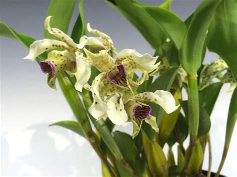 Dendrobium Atroviolaceum Pygmy