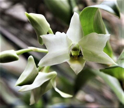 Dendrobium Atroviolaceum X Infundibulum