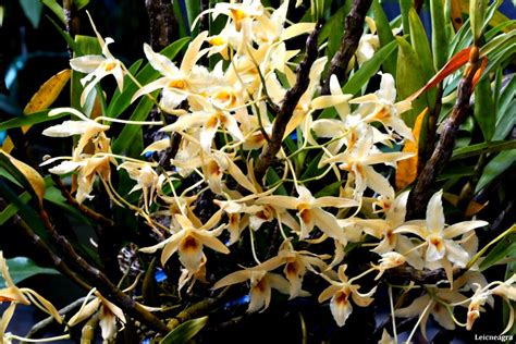 Dendrobium Aureum