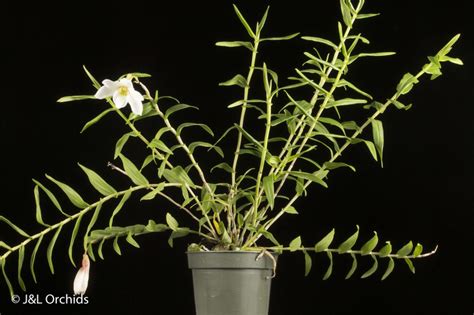 Dendrobium Auriculatum