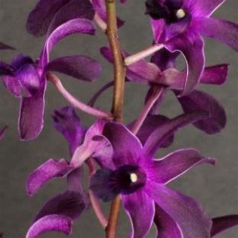Dendrobium B