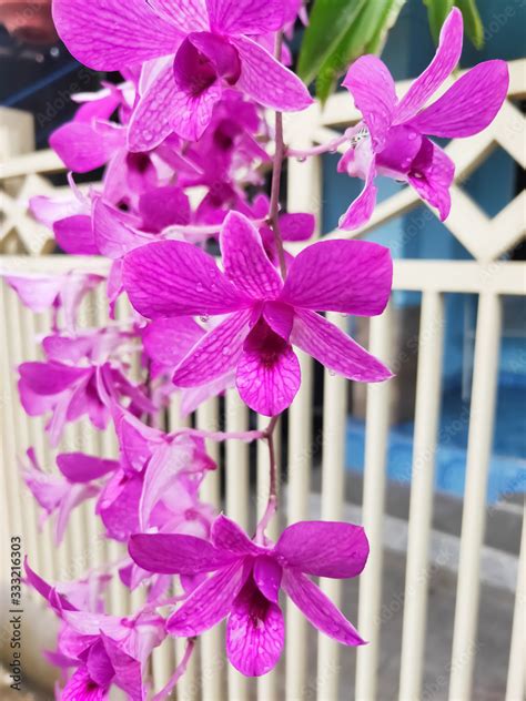 Dendrobium Bantimurung