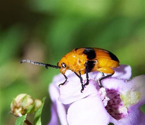 Dendrobium Beetle