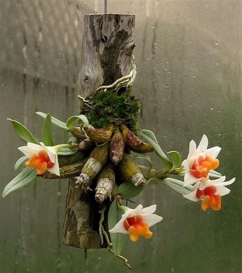 Dendrobium Bellatulum