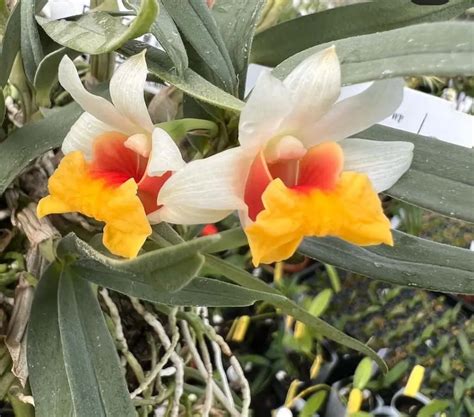 Dendrobium Bellatulum Care