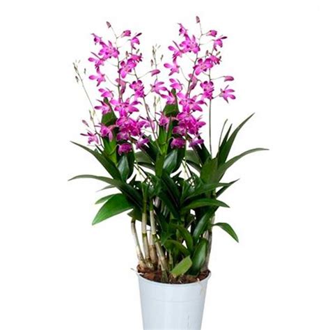 Dendrobium Berry Oda