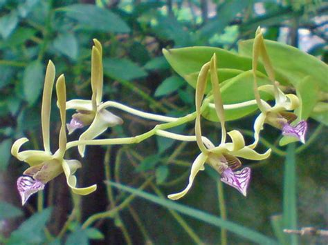 Dendrobium Bicaudatum