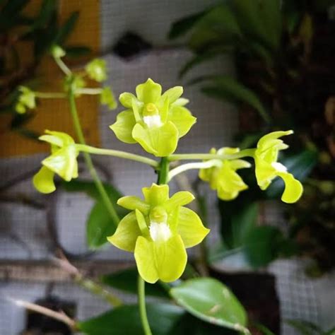 Dendrobium Bifalce Flava
