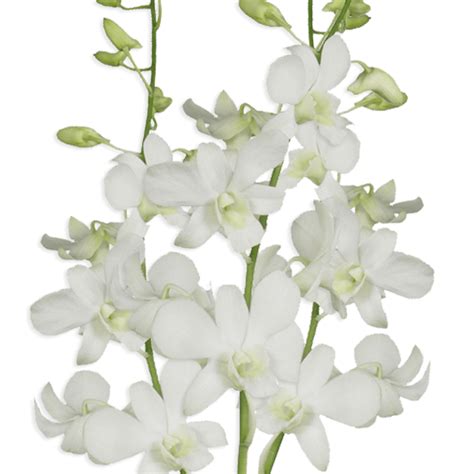 Dendrobium Big White