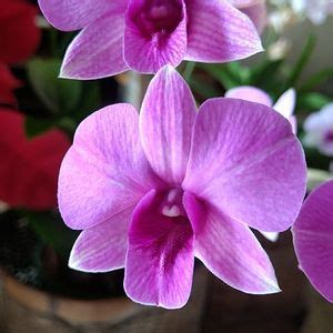 Dendrobium Bigibbum Como Cuidar