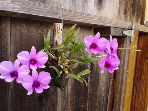 Dendrobium Bigibbum Compactum