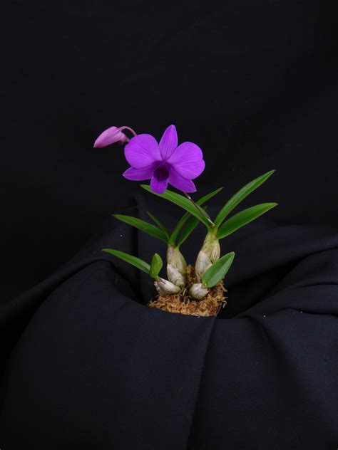 Dendrobium Bigibbum For Sale