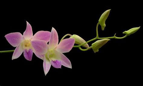 Dendrobium Bigibbum Hybrids