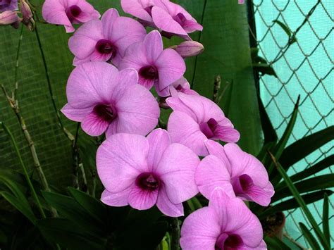 Dendrobium Bigibbum Superbum