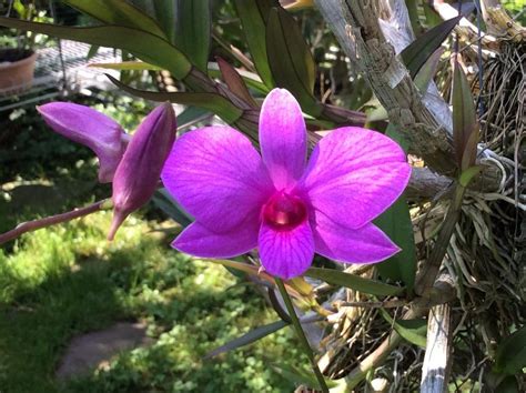 Dendrobium Bigibbum Var Compactum