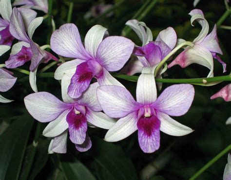 Dendrobium Bigibbum Varieties