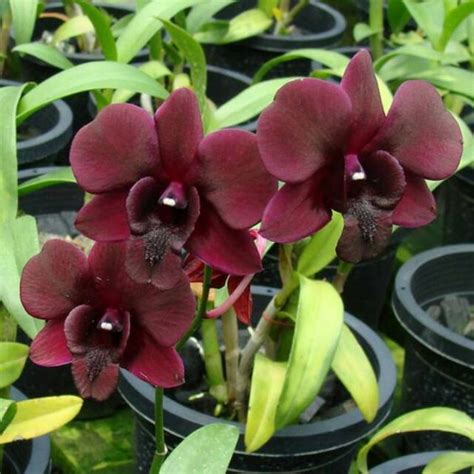 Dendrobium Black Cat