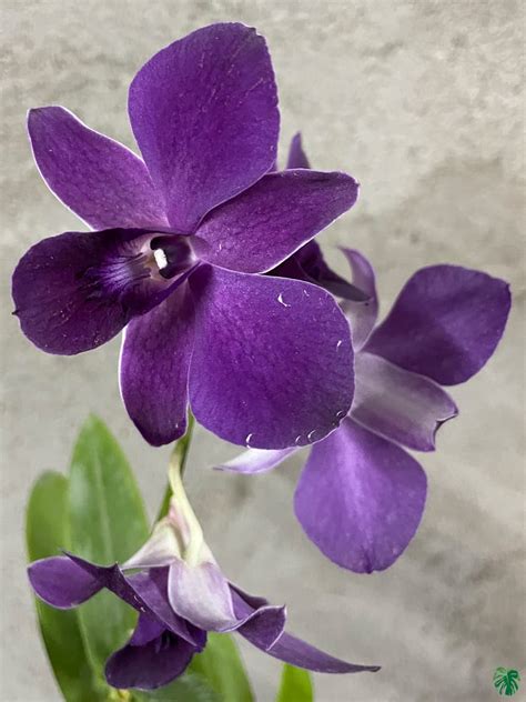 Dendrobium Blue Angel