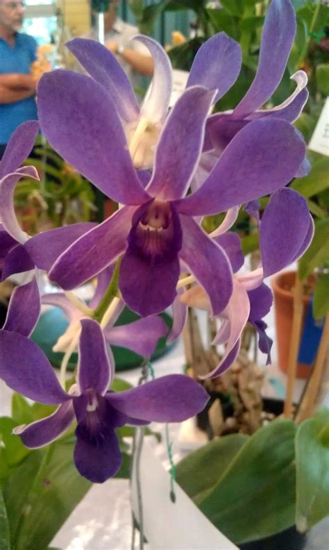 Dendrobium Blue Foxtail