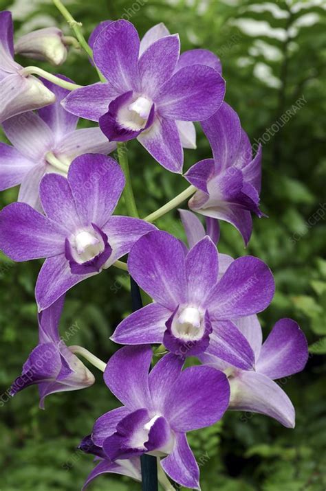 Dendrobium Blue Happiness