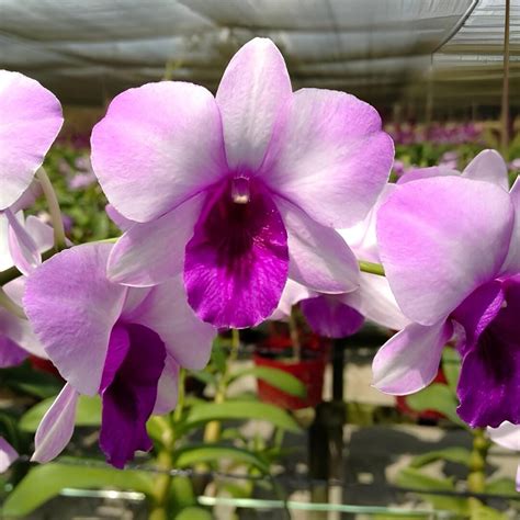 Dendrobium Blue Ocean