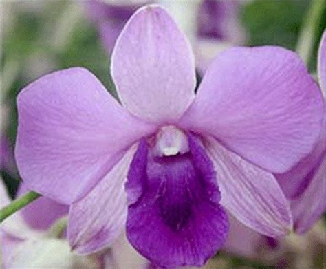 Dendrobium Blue Planet