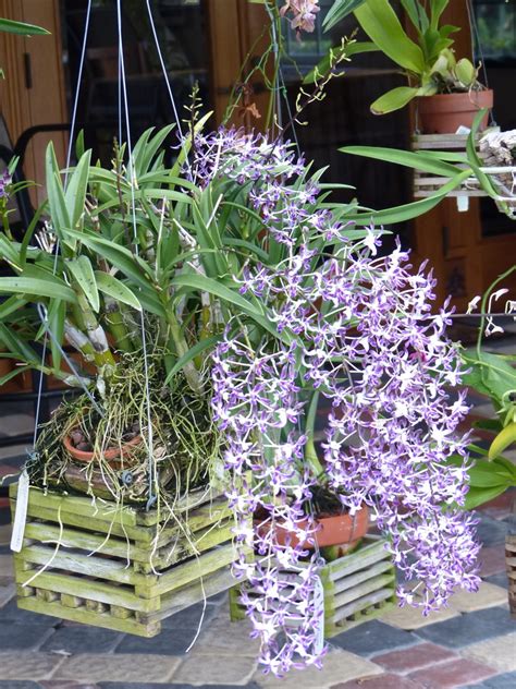 Dendrobium Blue Twinkle