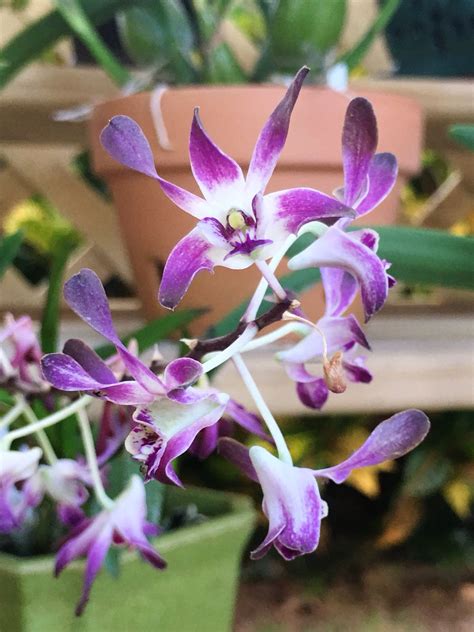 Dendrobium Blue Twinkle Care