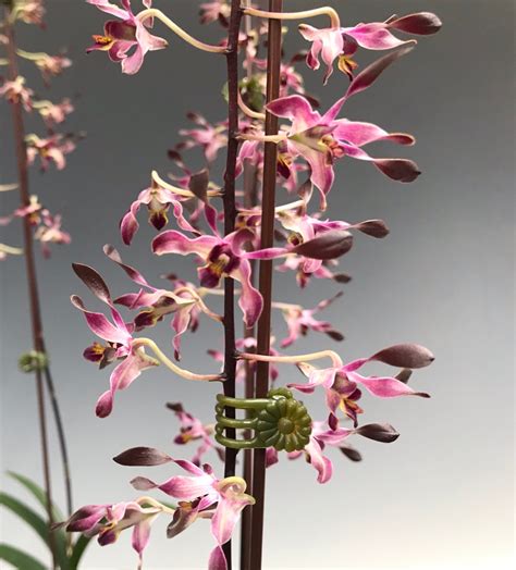 Dendrobium Blue Twinkle X Minnie