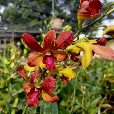 Dendrobium Bobby Messina