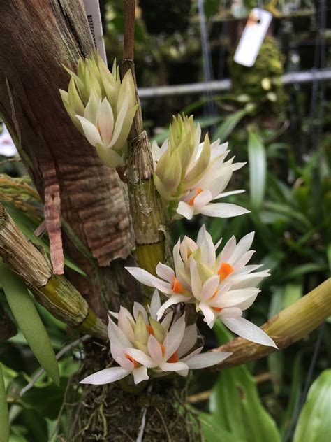 Dendrobium Bracteosum