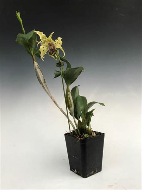 Dendrobium Bruce Gordon