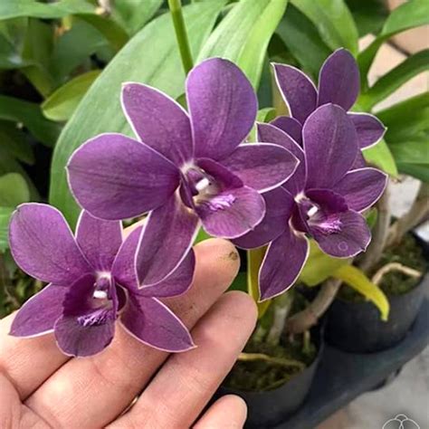 Dendrobium Burana Blue