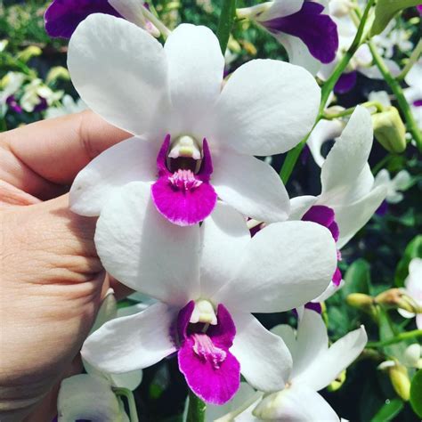 Dendrobium Burana Charming