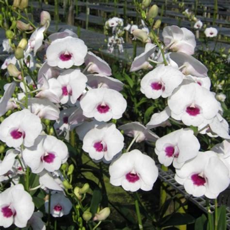 Dendrobium Burana Diamond